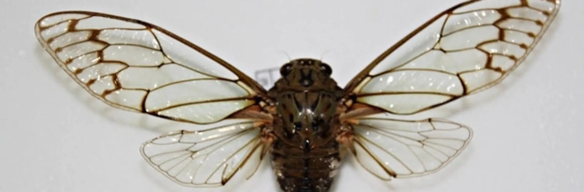 A "mute" cicada, Karenia caelatata. (Photo by Christian Nansen)