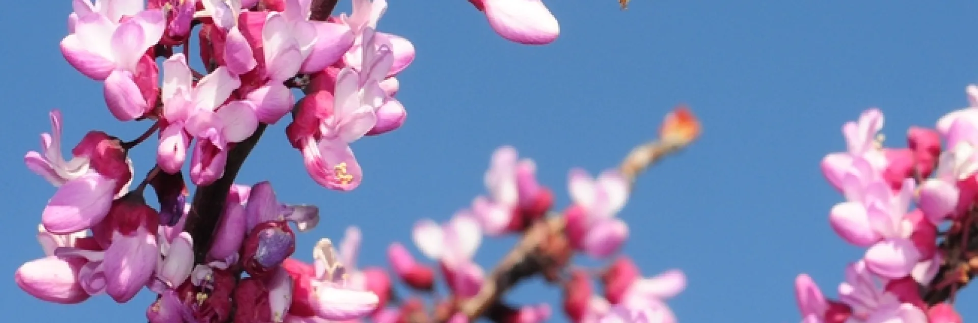 A honey bee foraging on a redbud, Cercis canadensis, at the UC Davis Arboretum Teaching Nursery. (Photo by Kathy Keatley Garvey)