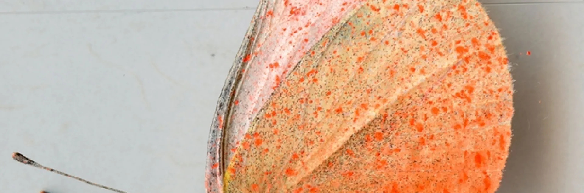 Ventral view: a cabbage white butterfly sprayed pink. (Photo by Greg Kareofelas)