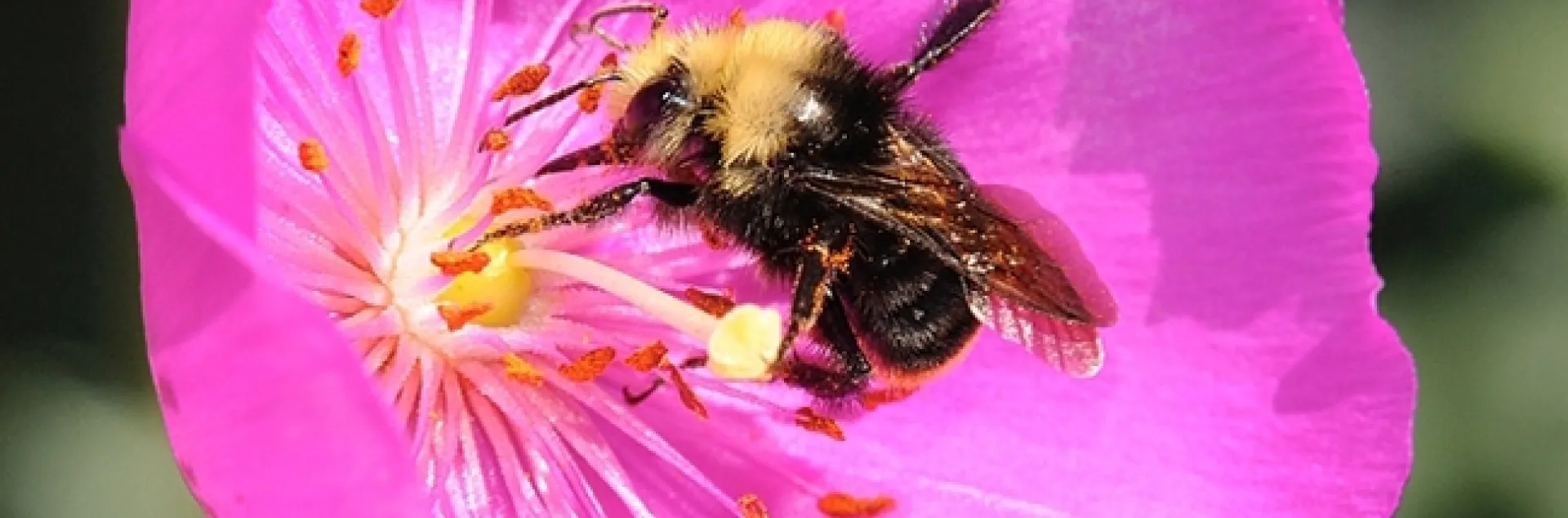 The yellow-faced bumble bee, Bombus vosnesenskii, on rock purslane. (Photo by Kathy Keatley Garvey)