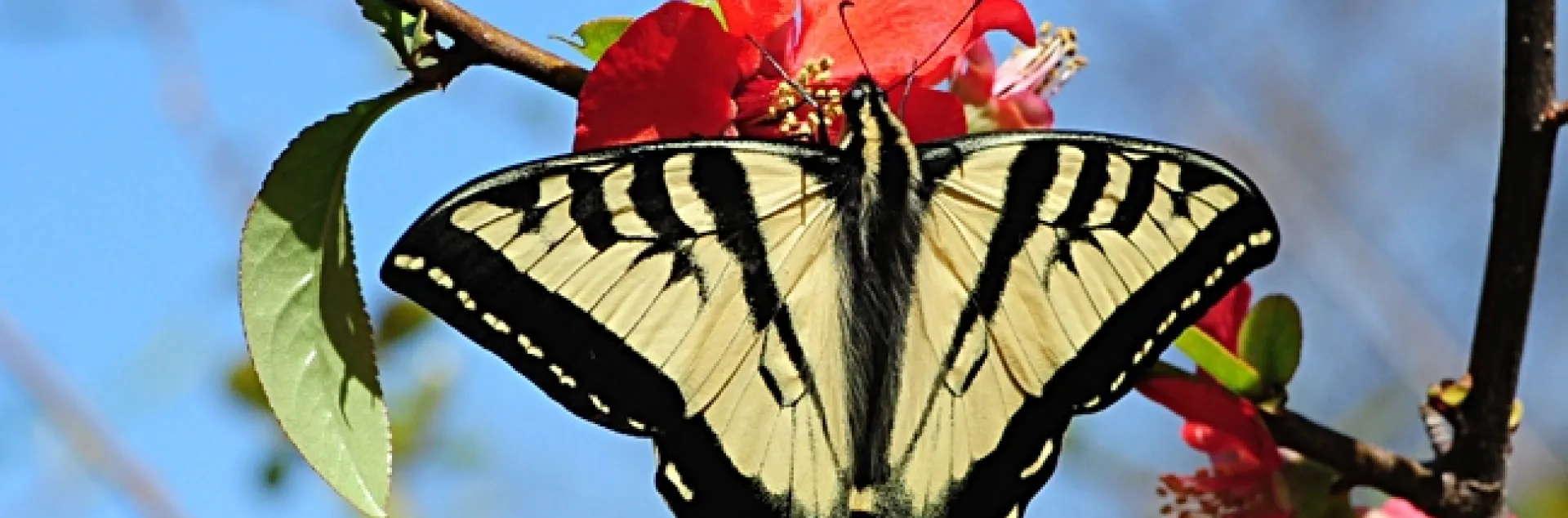 A Western tiger swallowtail, Papilio rutulus, visiting a flowering quince in the UC Davis Arboretum. Butterflies are pollinators. (Photo by Kathy Keatley Garvey)