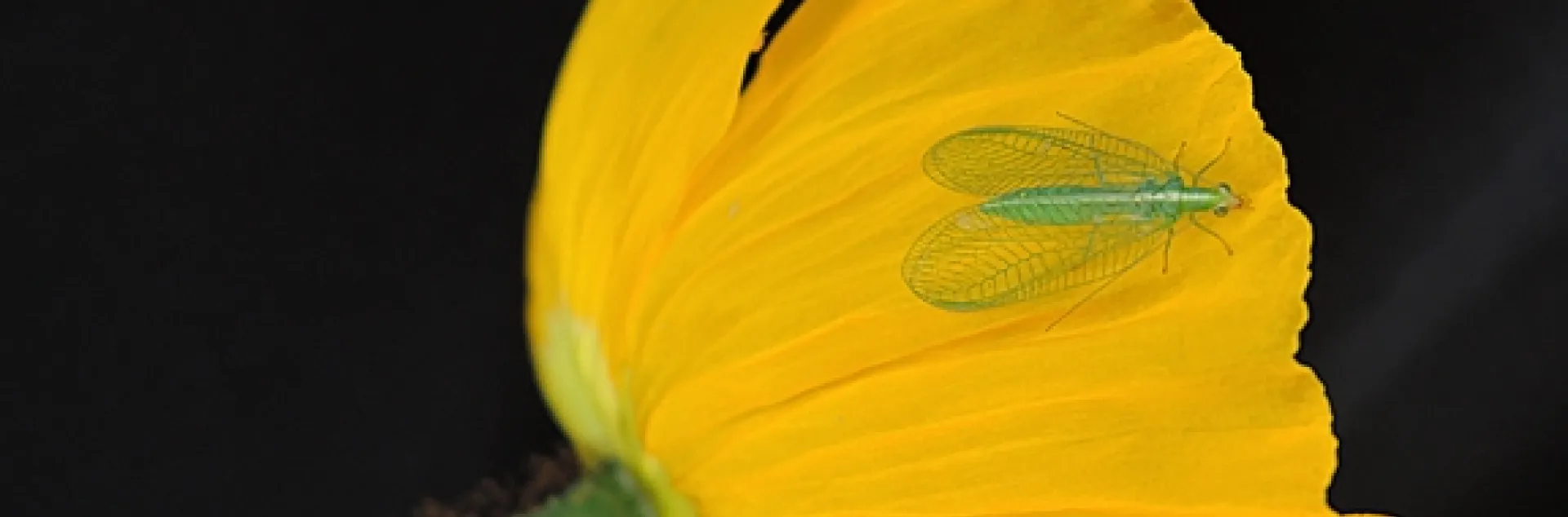 A green lacewing lands on an Iceland poppy. (Photo by Kathy Keatley Garvey)