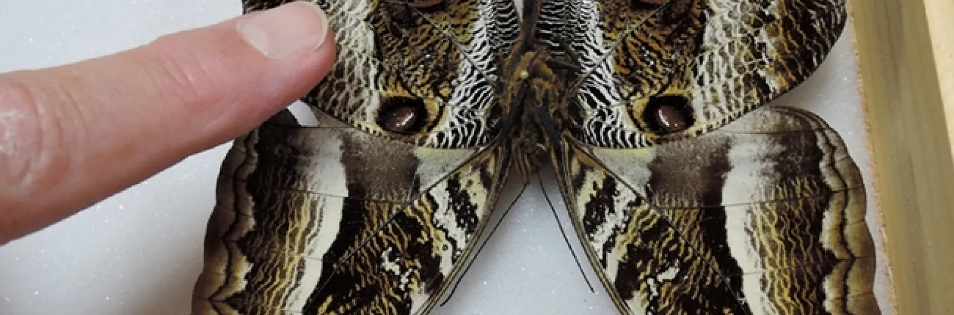 This is an owl butterfly, genus Caligo. (Photo by Kathy Keatley Garvey)
