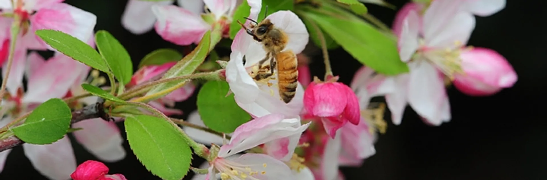 Honey bee foraging on flowering crab apple. (Photo by Kathy Keatley Garvey)