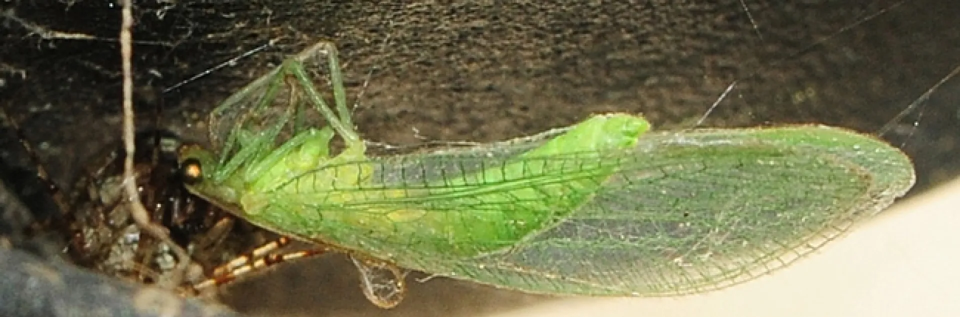 If you look closely, this green lacewing that fluttered onto a porch light fixture, is not alone. (Photo by Kathy Keatley Garvey)