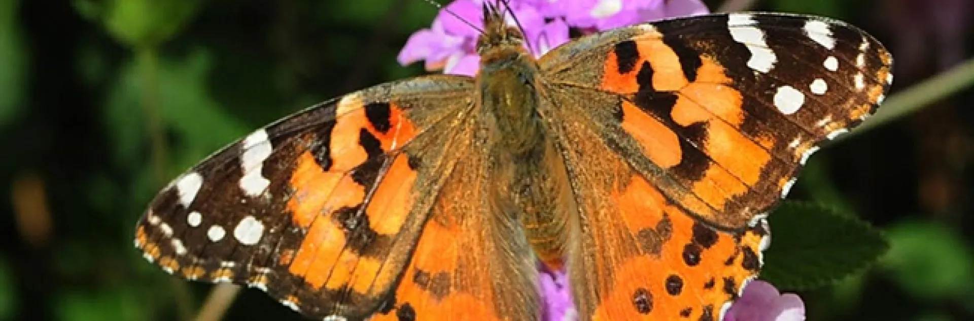 A Painted Lady, Vanessa cardui, nectaring on lantana. (Photo by Kathy Keatley Garvey)