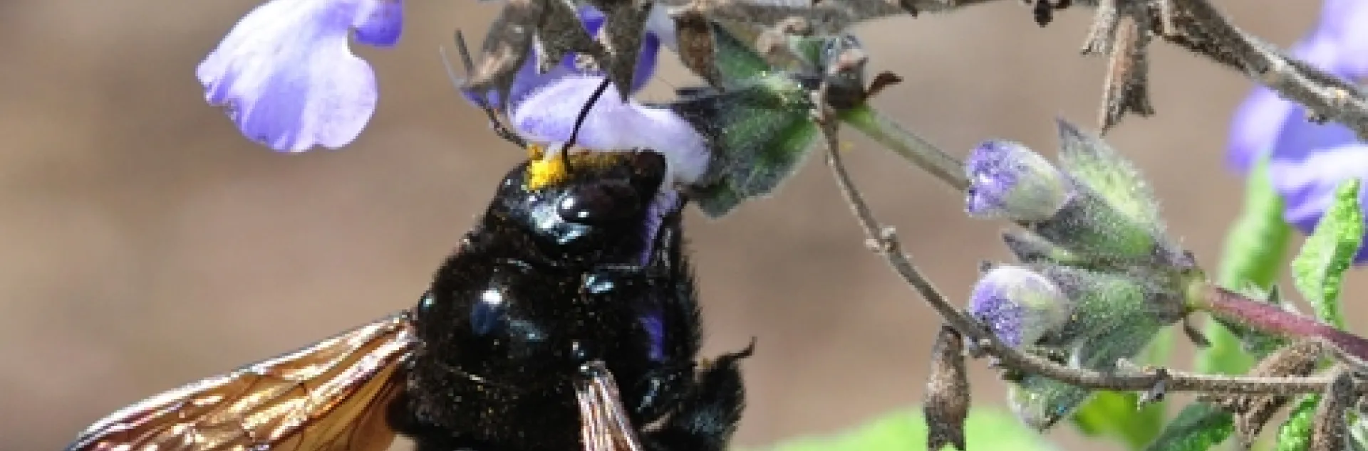 A female Valley carpenter bee, Xylocopa varipuncta, forages on grape-scented sage, Salvia melissodora. Note the "pollen cap." (Photo by Kathy Keatley Garvey)