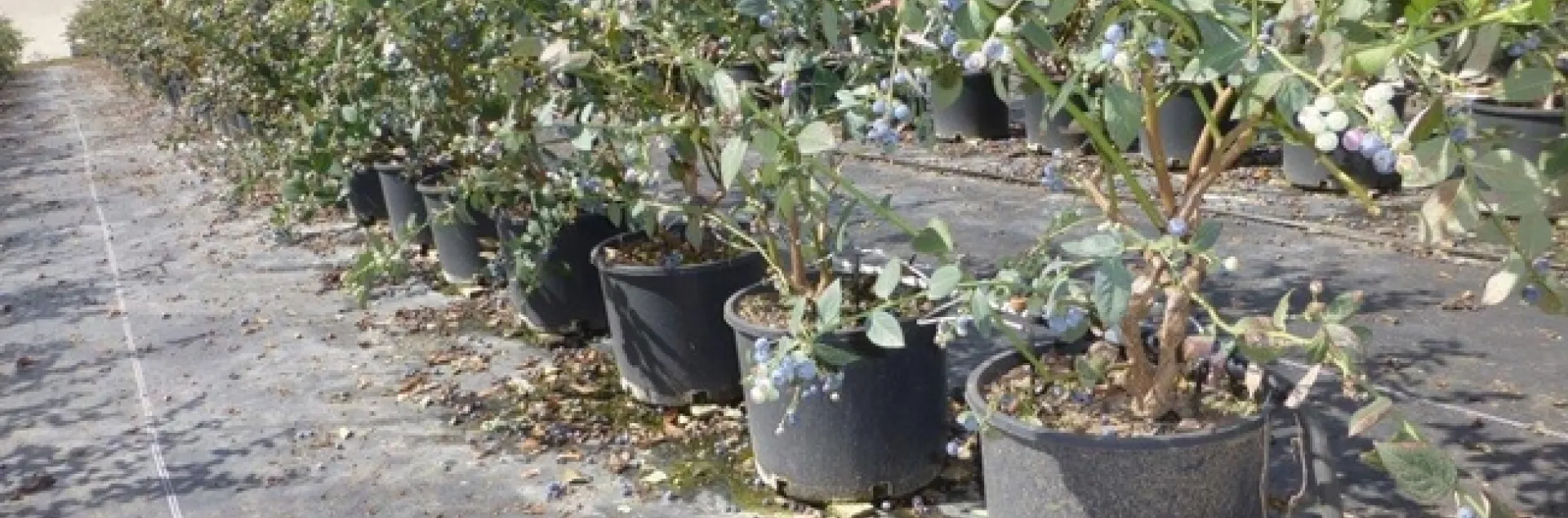 blueberries in pots 2