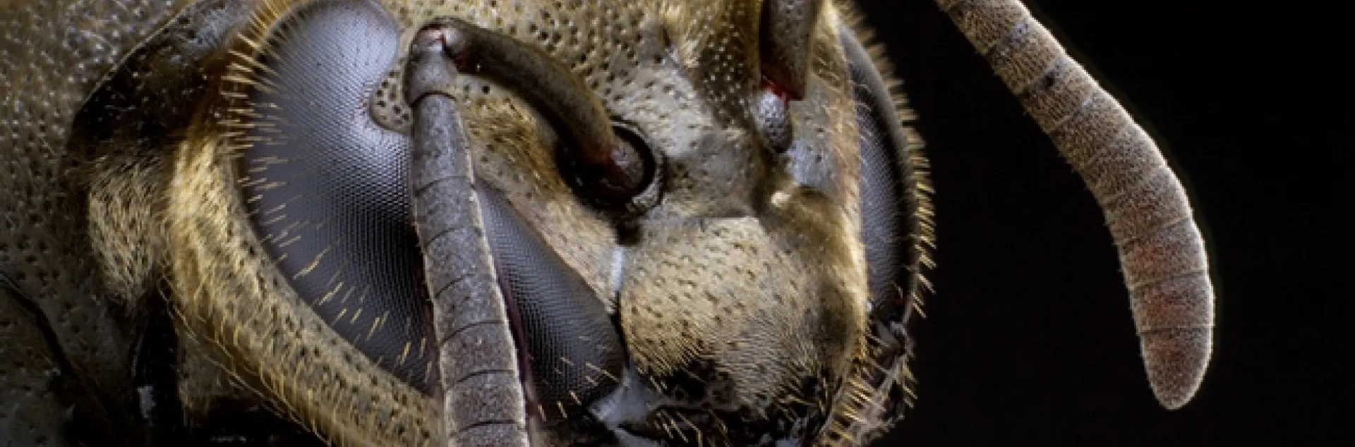 Alex Wild's portrait of a Mexican honey wasp, San Antonio, Texas. This public domain image is among the images in the newly launched "Insects Unlocked" Project. Donations are being accepted to make it all happen.