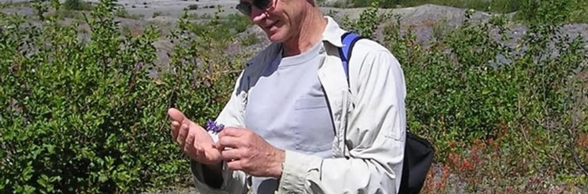 George Kennedy, the William Neal Reynolds Distinguished Professor of Agriculture at North Carolina State University, stopped to count thrips during a vacation to Mt. St. Helens. (Photo by Scott Kennedy)