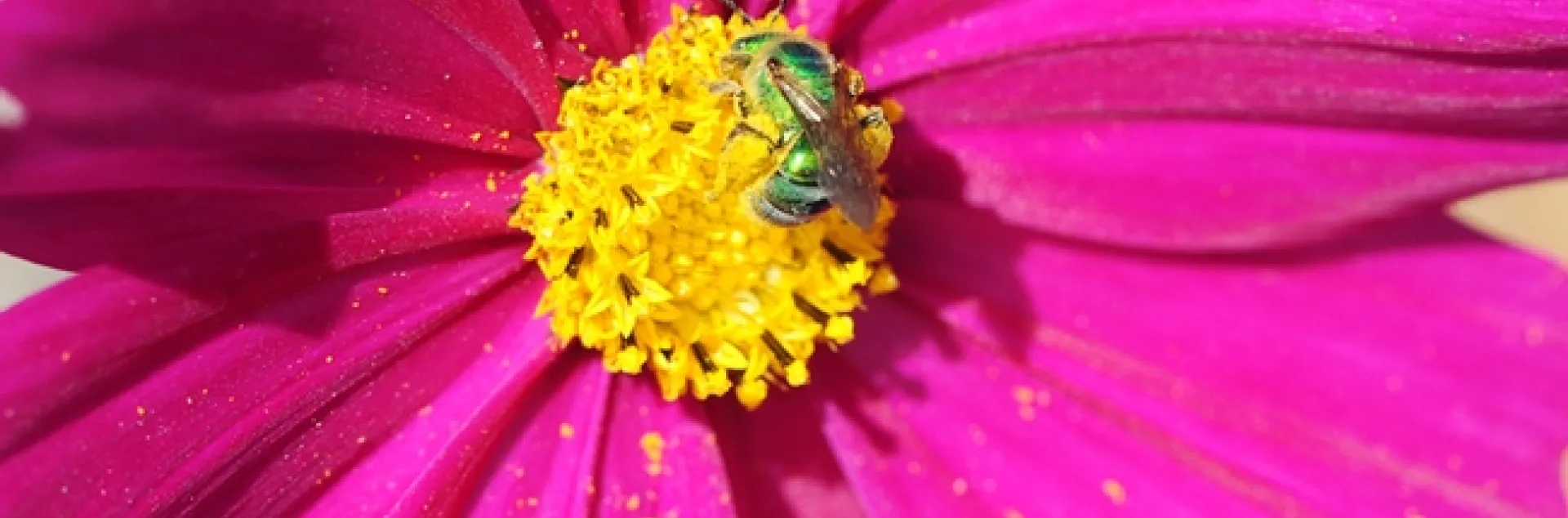 Long-distance view of a pink Cosmos with a "green" center. (Photo by Kathy Keatley Garvey)