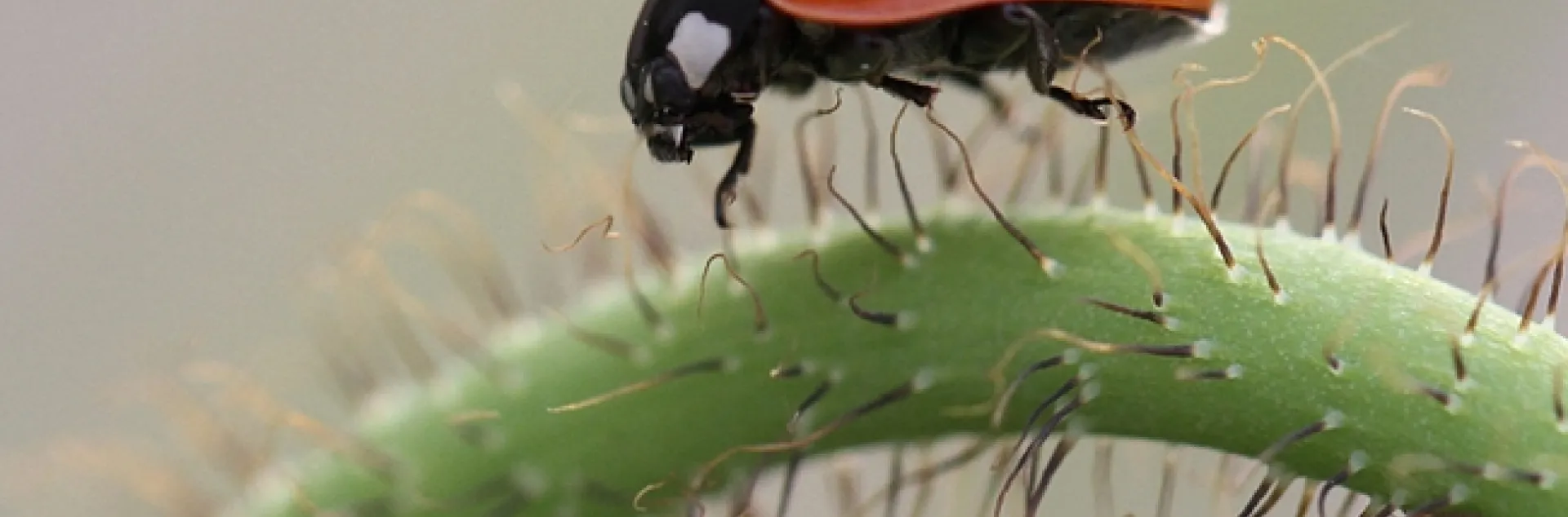 A lady beetle crawls on an Iceland poppy stem. (Photo by Kathy Keatley Garvey)