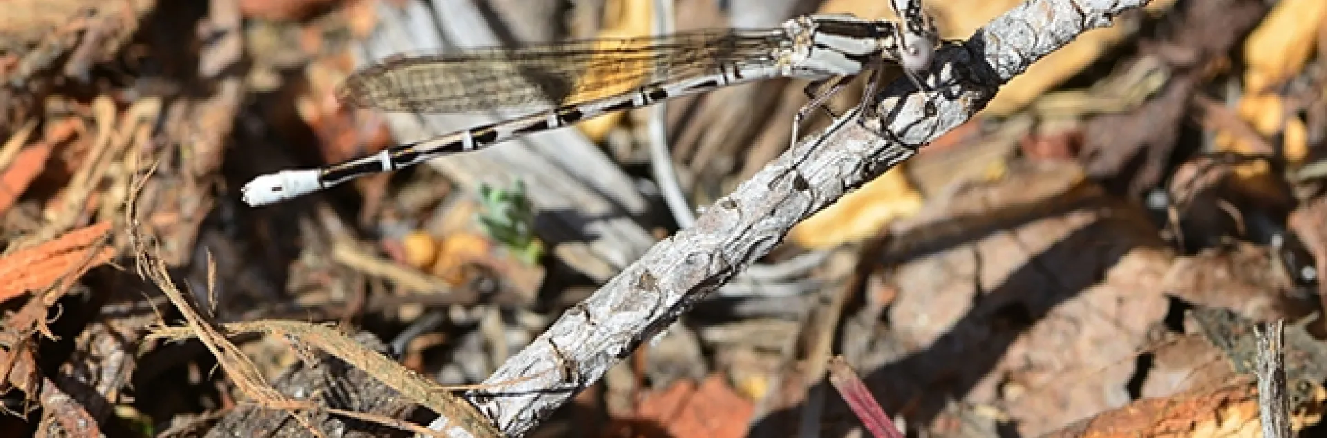 This female damselfly, Argia vivida, can barely be distinguished from the twig she's resting on. (Photo by Kathy Keatley Garvey)