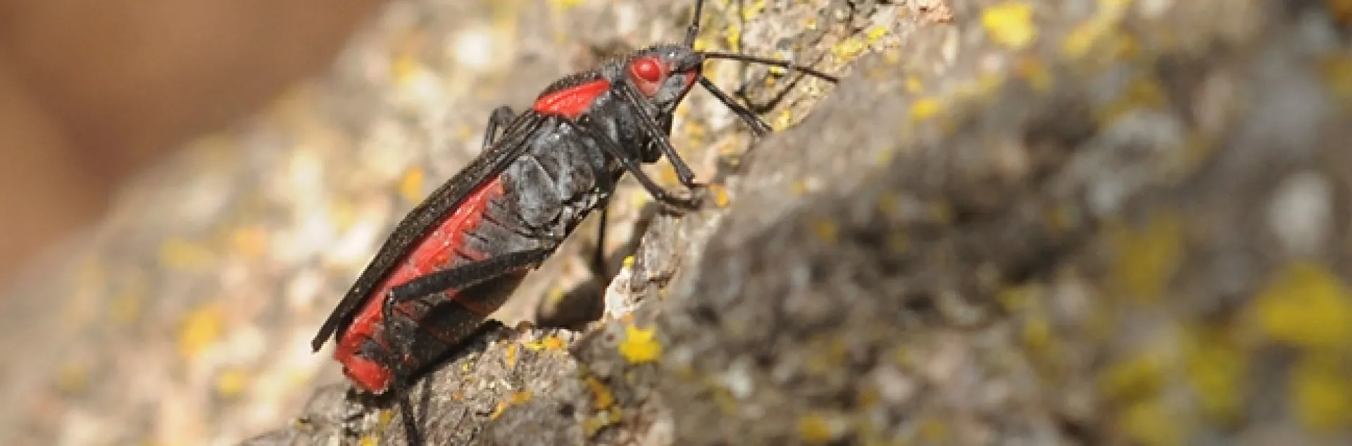 A lone soapberry bug searching for a mate in the UC Davis Arboretum, off Garrod Drive. (Photo by Kathy Keatley Garvey)