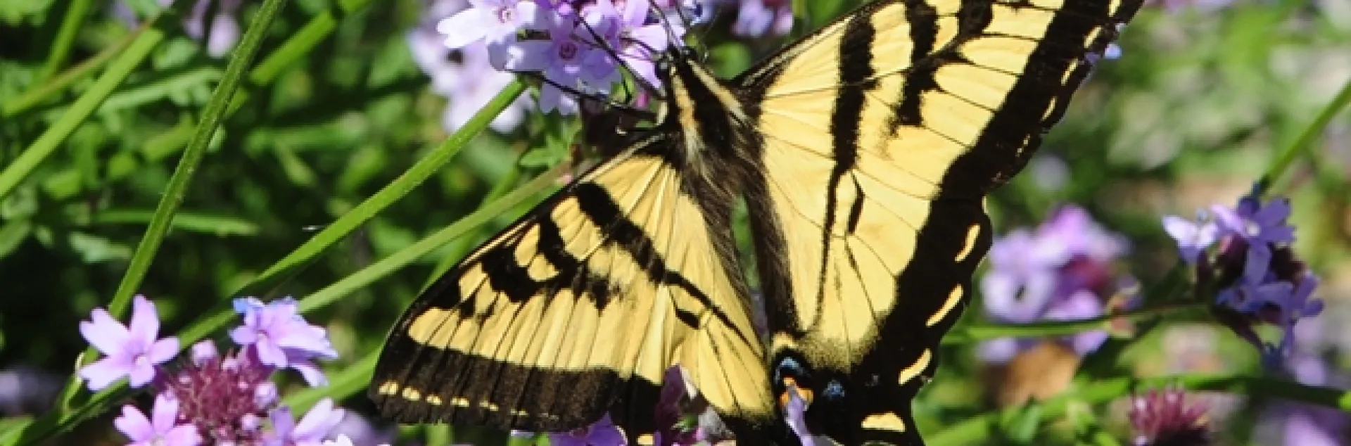 A Western Tiger Swallowtail (Papilio rutulus) spreads its wings on a Verbena patch. (Photo by Kathy Keatley Garvey)