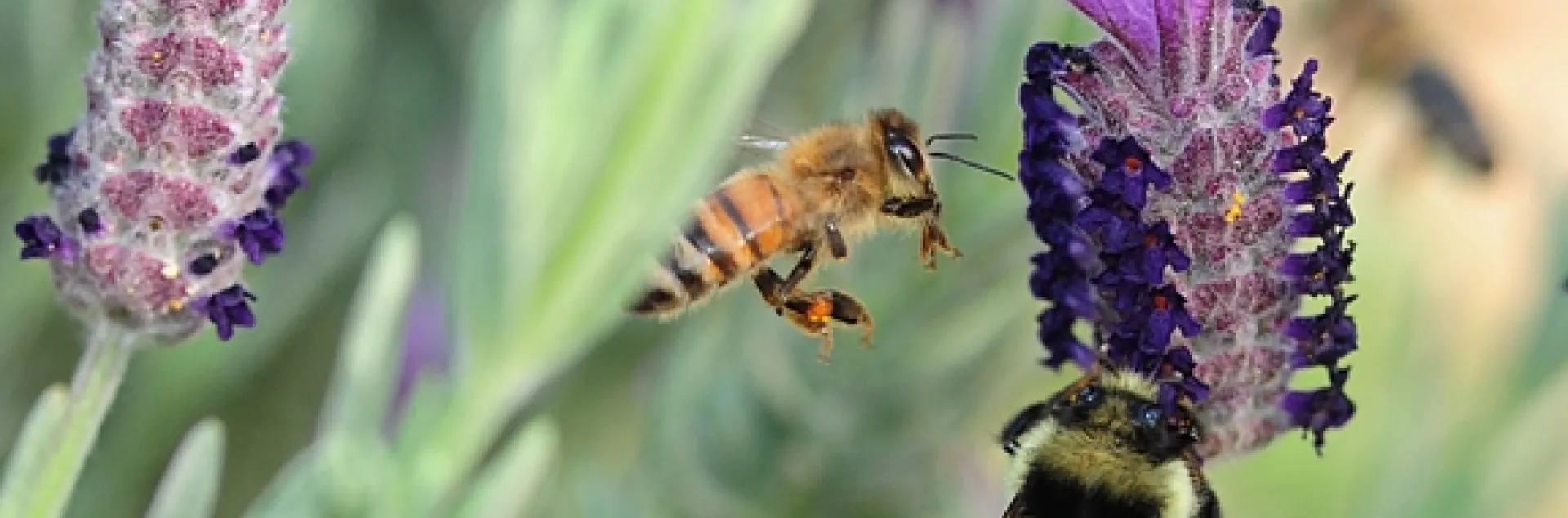 A black-tailed bumble bee (Bombus melanopygus) foraging on Spanish lavender, while a honey bee buzzes in to get her share. (Photo by Kathy Keatley Garvey)