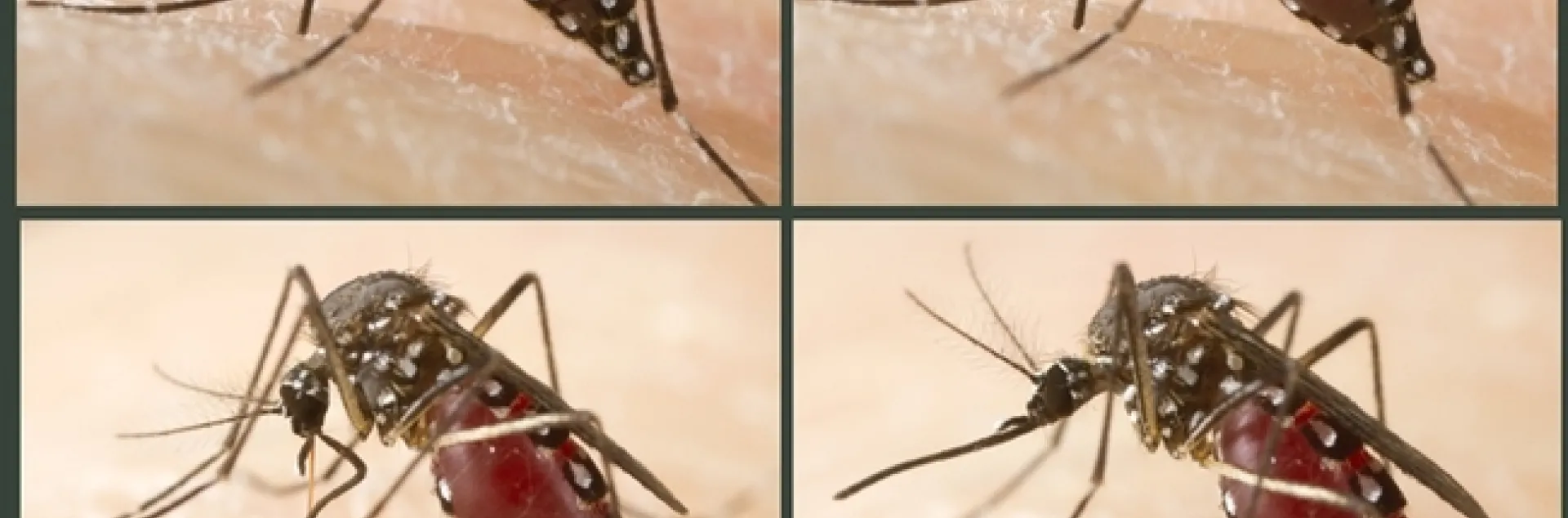Aedes aegypti feeding on its host. (Photo by Jena Johnson)