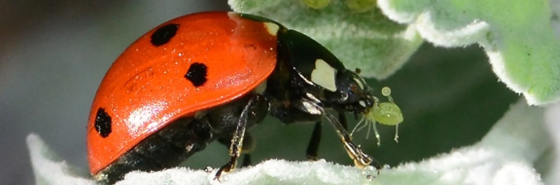 A lady beetle, aka ladybug, devouring an aphid. (Photo by Kathy Keatley Garvey)
