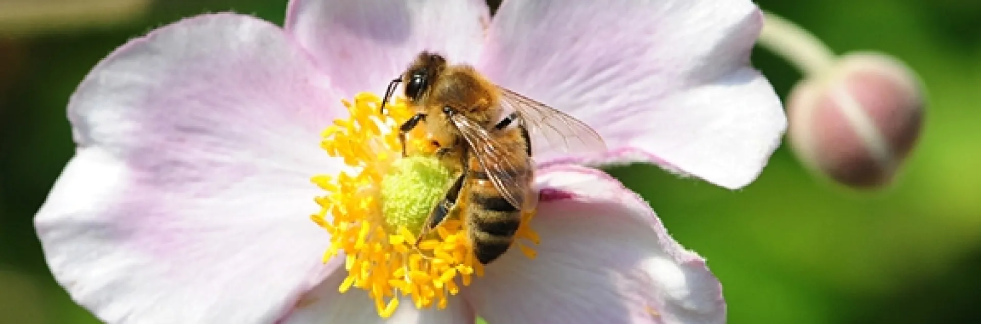 A honey bee foraging on anemone. (Photo by Kathy Keatley Garvey)
