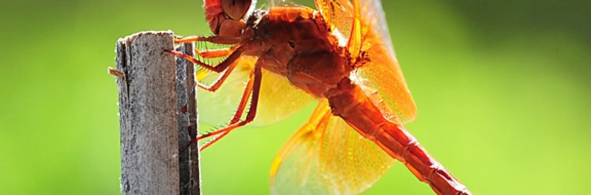 The flameskimmer or firecracker skimmer (Libellula saturata) perches on a bamboo stake. (Photo by Kathy Keatley Garvey)