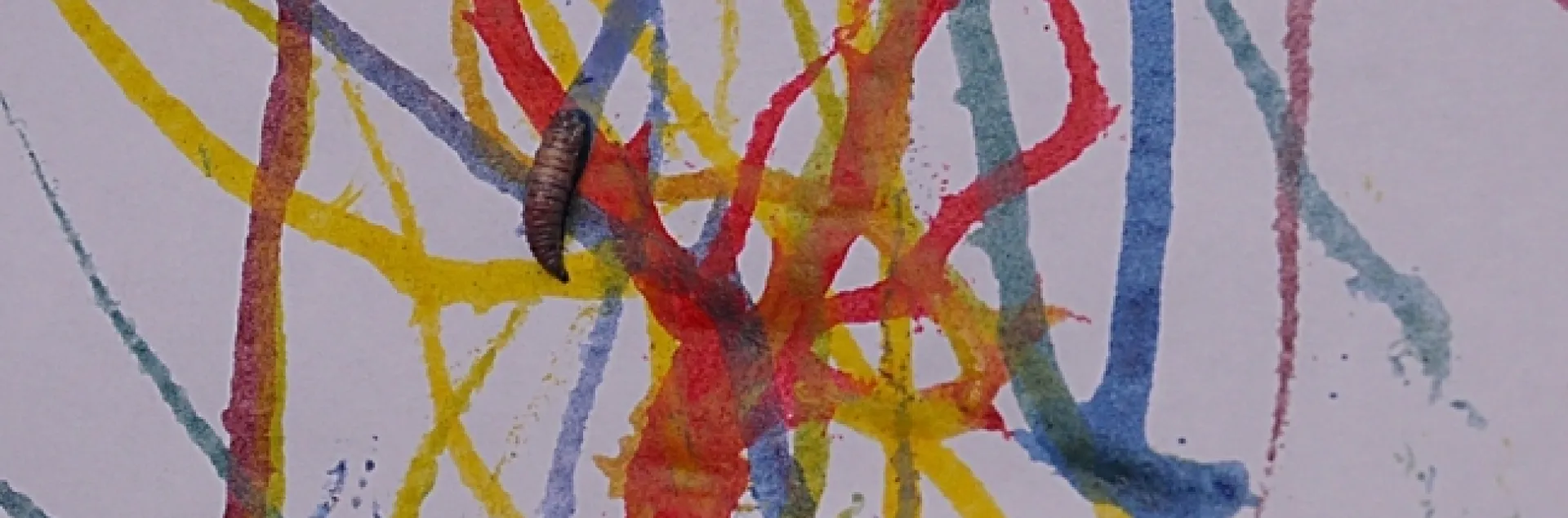 UC Davis professor Diane Ullman created this maggot art last year during the UC Davis Picnic Day. Maggots are dipped into non-toxic, water-based paint and allowed--or encouraged--to roam. (Photo by Kathy Keatley Garvey)