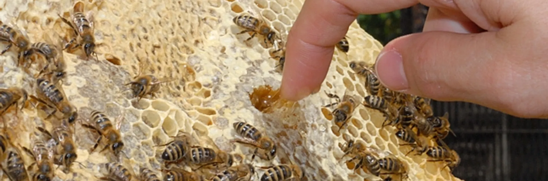 Beekeepers like to sample honey fresh from a comb. (Photo by Kathy Keatley Garvey)