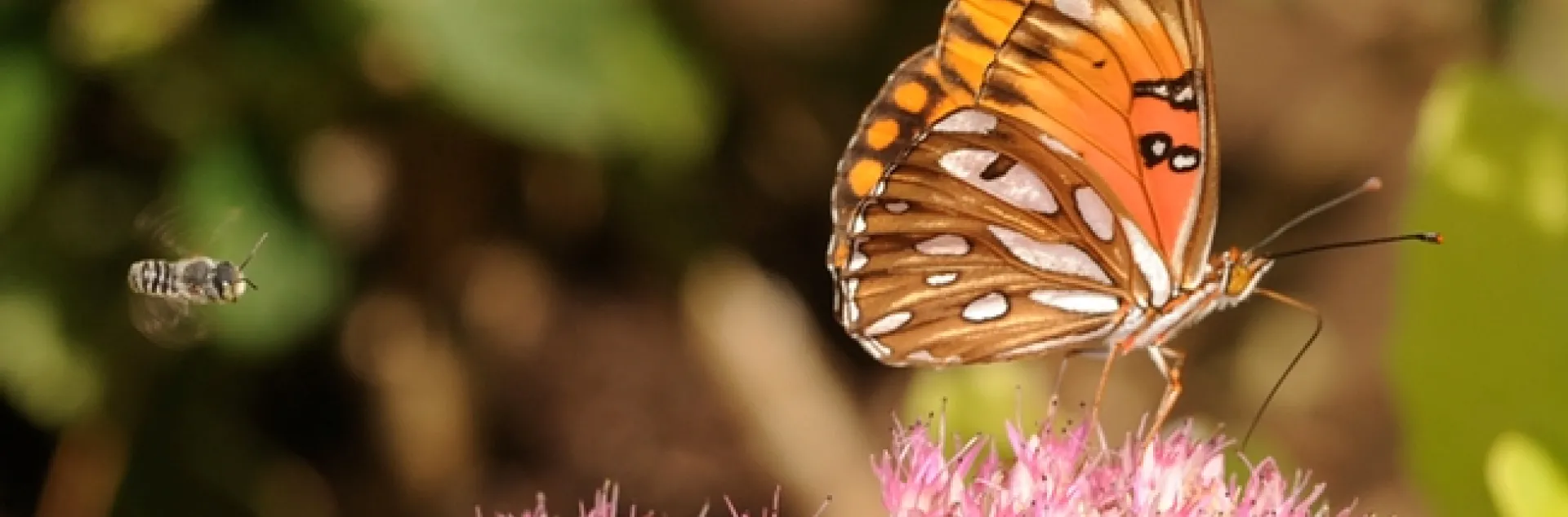 If you're interesting in collecting insects, stop by Briggs Hall on Saturday from 10 a.m. to 3 p.m. to learn how to make an insect collection. Here a leafcutter bee is targeting a Gulf Fritillary butterfly. (Photo by Kathy Keatley Garvey)