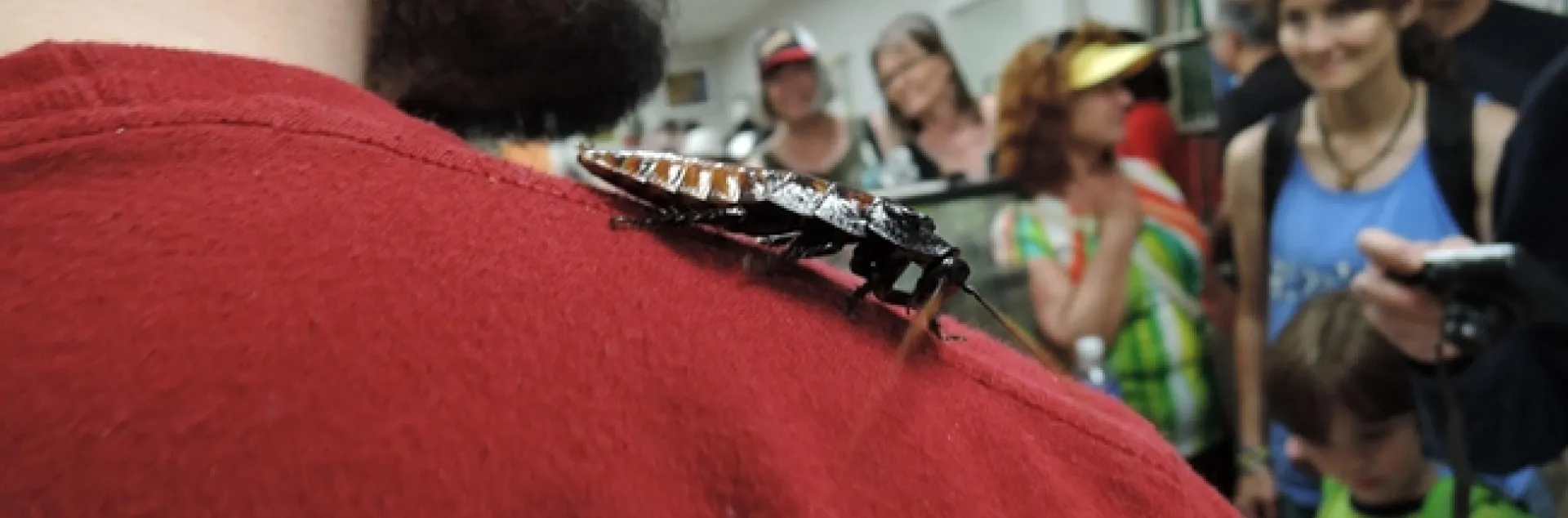 A Madagascar hissing cockroach rides the shoulder of Wade Spencer, entomology major at UC Davis. (Photo by Kathy Keatley Garvey)