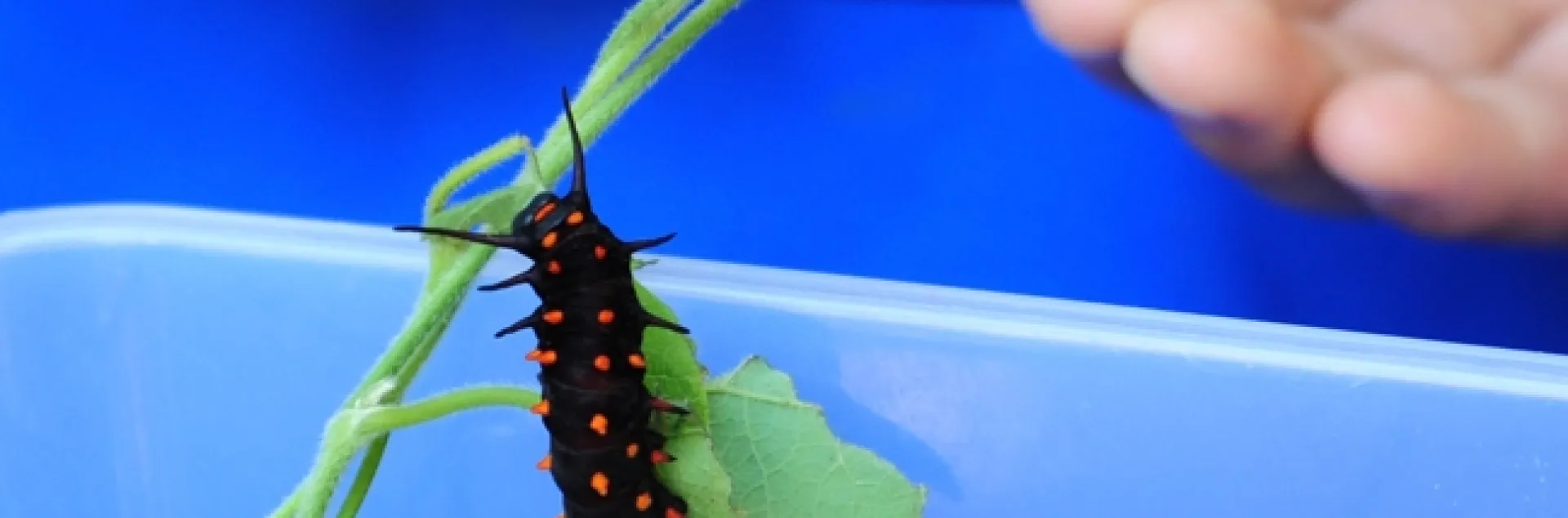 The Pipevine Swallowtail caterpillar is black with red spines. This one was displayed at the UC Davis Picnic Day. (Photo by Kathy Keatley Garvey)
