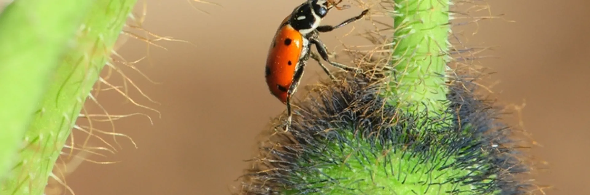 A lady beetle, newly rescued from the bathroom of a restaurant in Marin County, crawls on an Iceland poppy in a Solano County bee garden. Freedom! (Photo by Kathy Keatley Garvey)