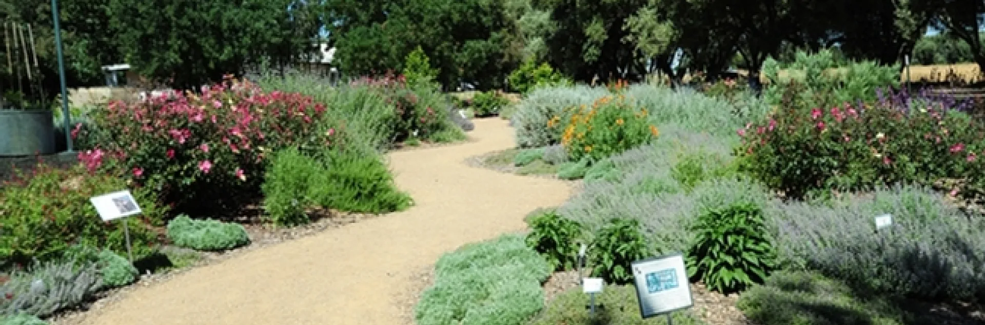 Several years after it was planted, the bee garden looked quite mature. This photo was taken May 22, 2012. This year it is five years old. (Photo by Kathy Keatley Garvey)