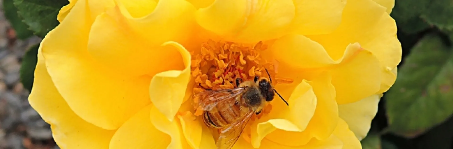A honey bee foraging on a yellow rose purchased at the 2014 UC Davis Rose Days. (Photo by Kathy Keatley Garvey)
