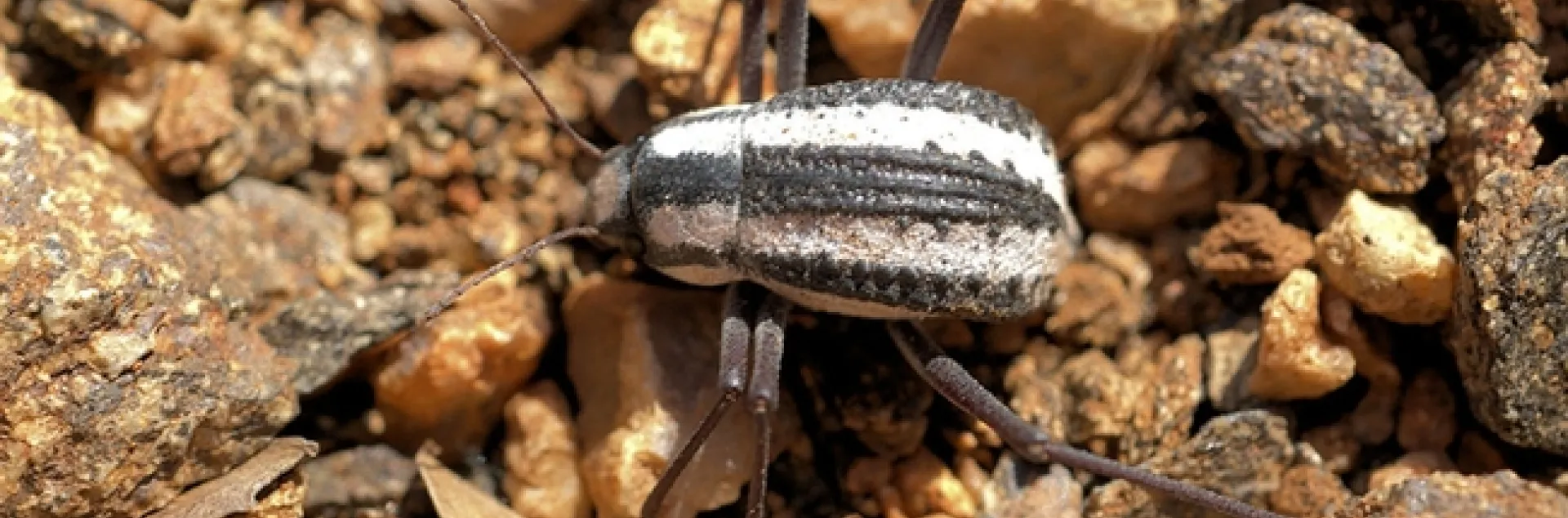 A Racing Stripe Darkling Beetle at Epupa Falls, Namibia. (Photo by Hans Hillewaert, Courtesy of Wikipedia)