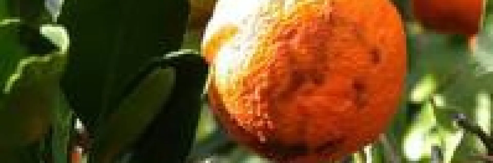 mandarin rind disorder