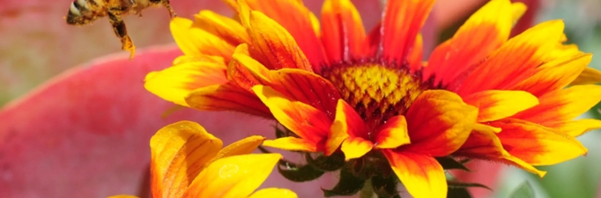 A honey bee heading for the blanket flower, Gaillardia. (Photo by Kathy Keatley Garvey)