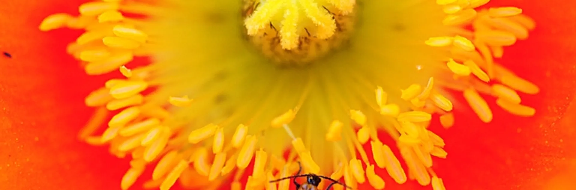 A spotted cucumber beetle foraging on Iceland poppy. (Photo by Kathy Keatley Garvey)