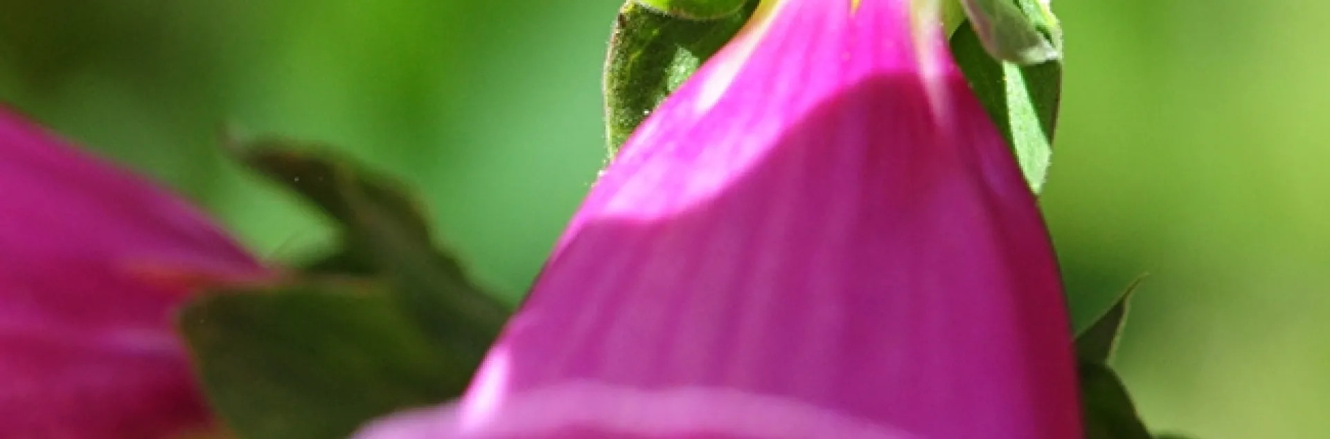 A honey bee looking for a hole drilled by a carpenter bee in the corolla of a foxglove. (Photo by Kathy Keatley Garvey)