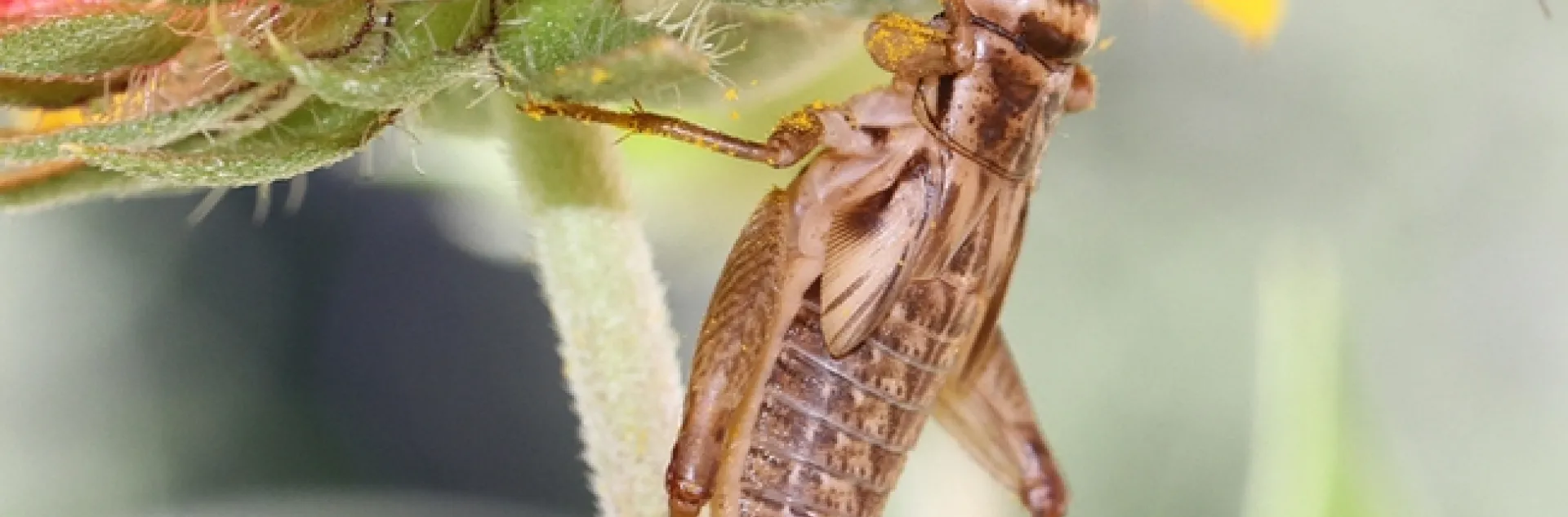 What's wrong with this picture? This is not a field cricket but a house cricket. (Photo by Kathy Keatley Garvey)