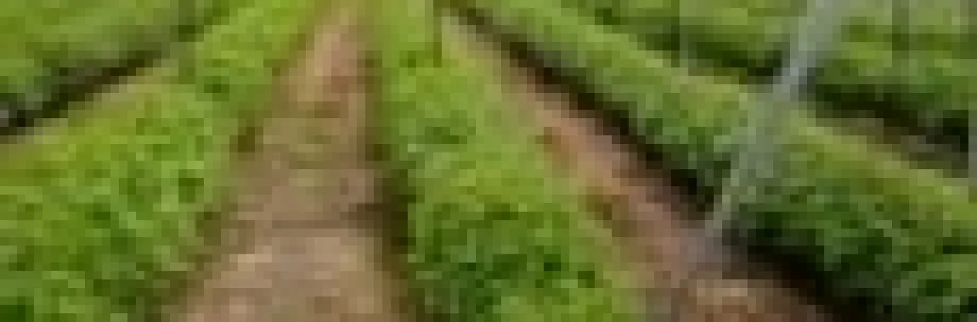 macro-tunnel raspberry