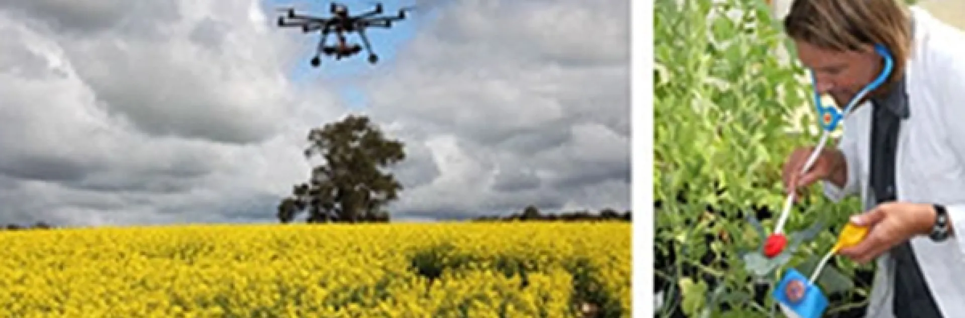 Decoding reflectance signals to biotic stress in crops. Christian Nansen is at right. (Photos courtesy of Christian Nansen)