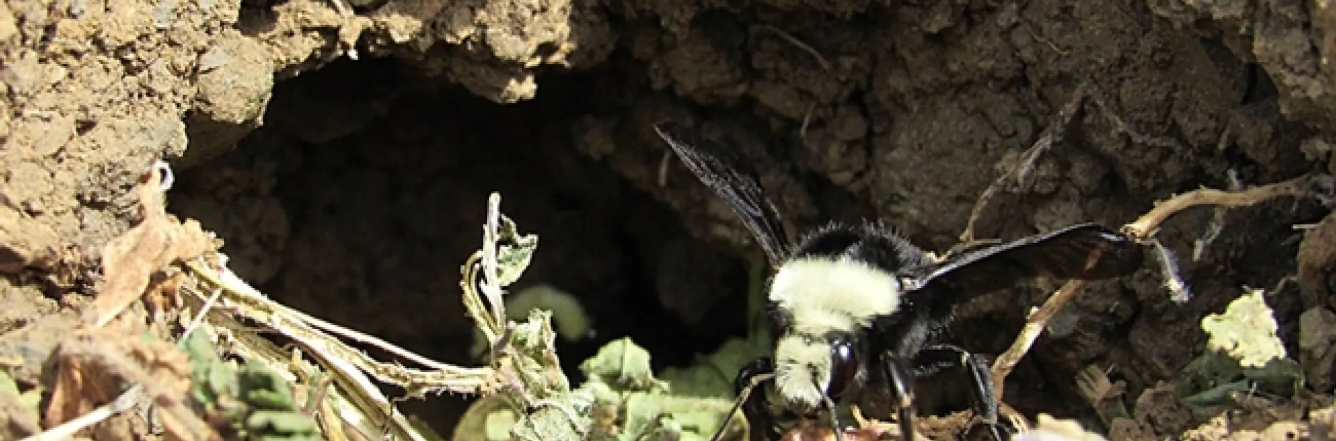 Bumble bees, Bombus vosnesenskii,are nesting in a ground cavity at the Loma Vista Farm, Vallejo. (Photo by Rita LeRoy, Loma Vista Farm)