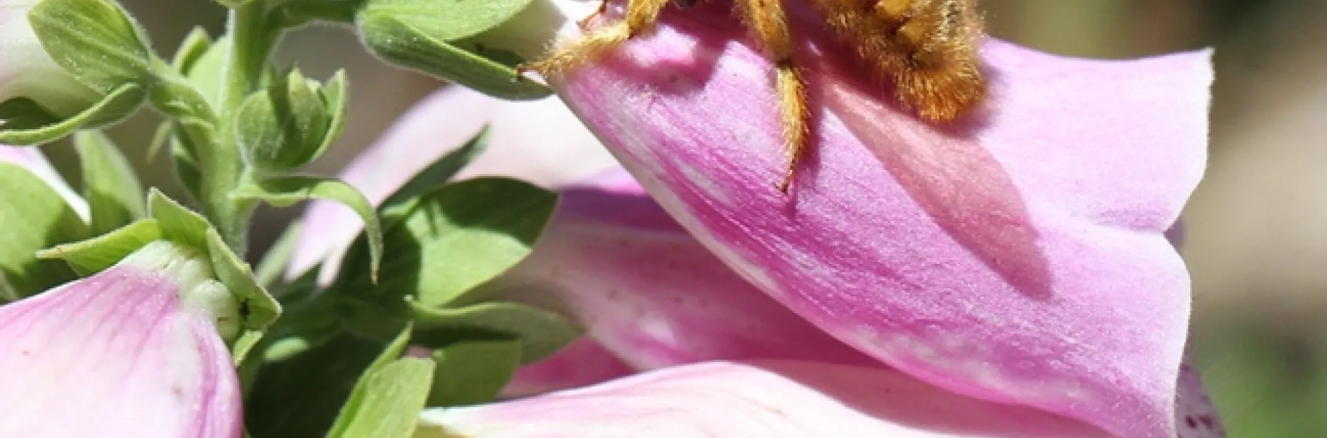 A male Valley carpenter bee engaging in nectar robber; he's drilling a hole in a foxglove to get the nectar, avoiding the pollination process. (Photo by Kathy Keatley Garvey)