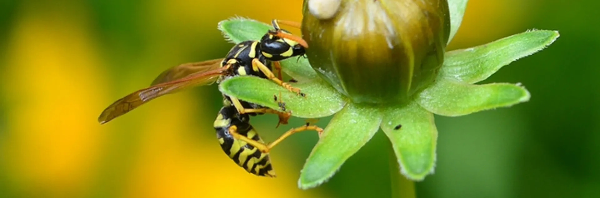 A European paper wasp, Polistes dominula, foraging for food. (Photo by Kathy Keatley Garvey)