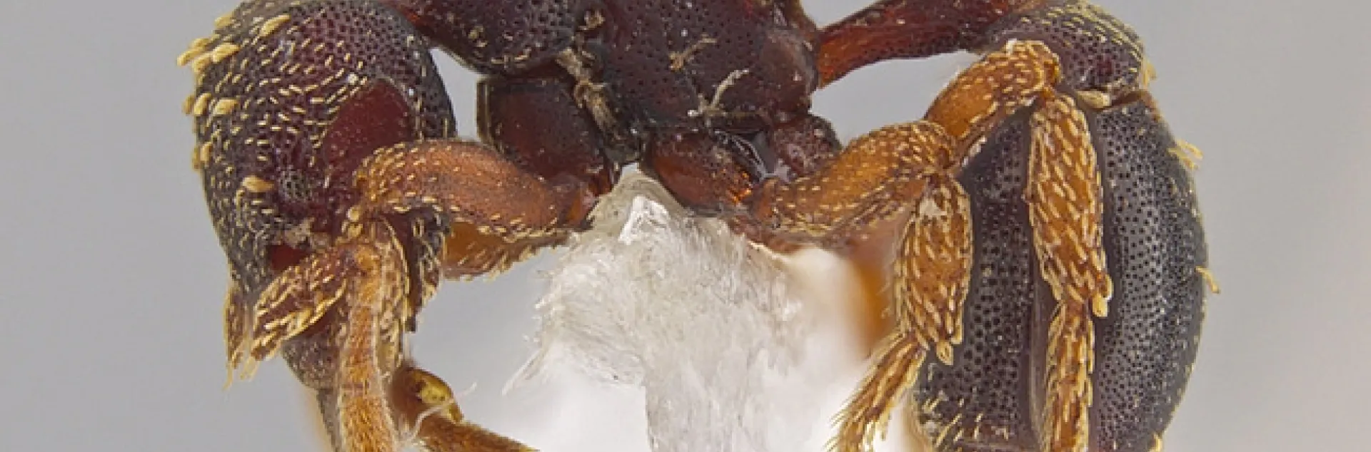 A side view of the new ant species Eurhopalothrix zipacna that Jack Longino discovered in Central America. (Photo by Jack Longino)