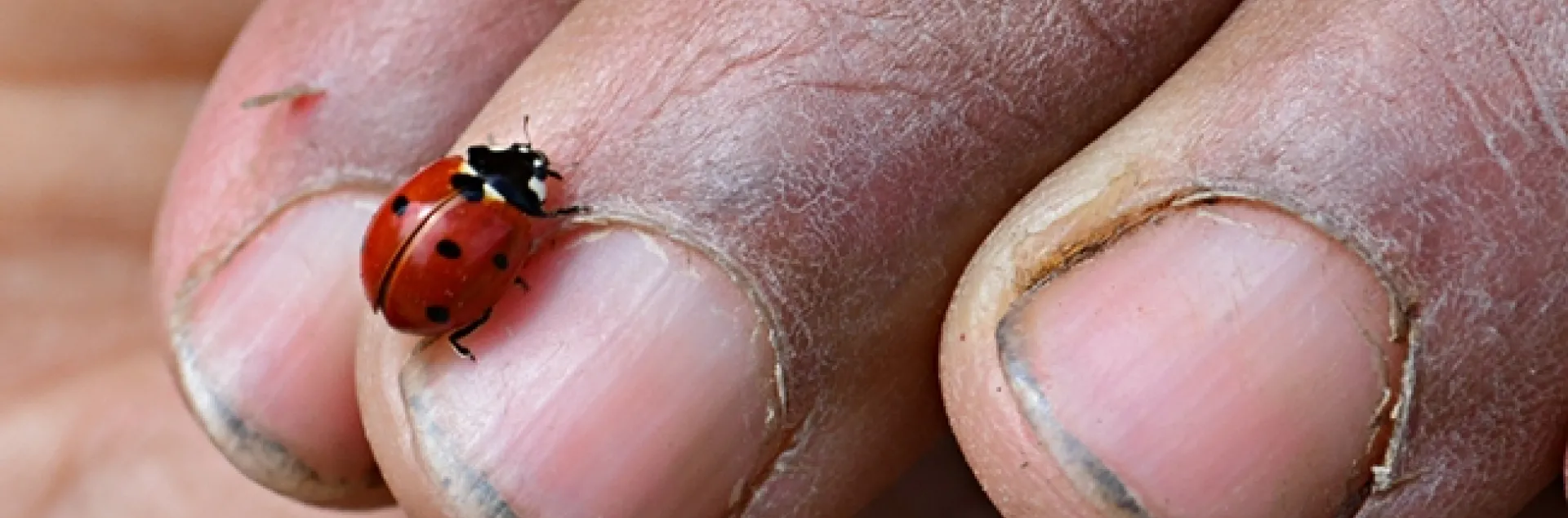 A farmer's hand and a very beneficial insect, the lady beetle, aka ladybug. (Photo by Kathy Keatley Garvey)