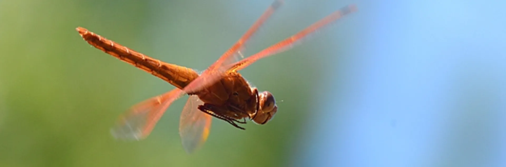 Caught in flight: Flameskimmer dragonfly,Libellula saturata. (Photo by Kathy Keatley Garvey)