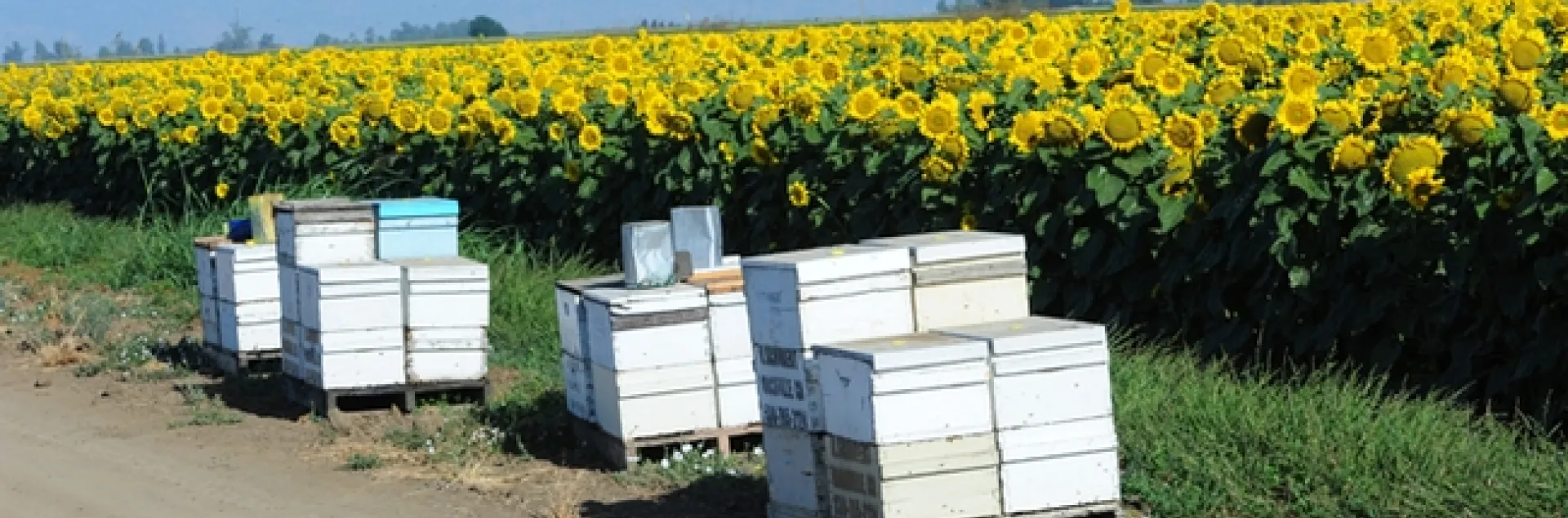 Bee hives in a sunflower field along Pedrick Road, Dixon, Solano County, in July 2012. (Photo by Kathy Keatley Garvey)