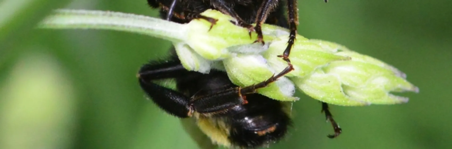 A male black-faced bumble bee, Bombus californicus, sleeps on a lavender blossom. (Photo by Kathy Keatley Garvey)