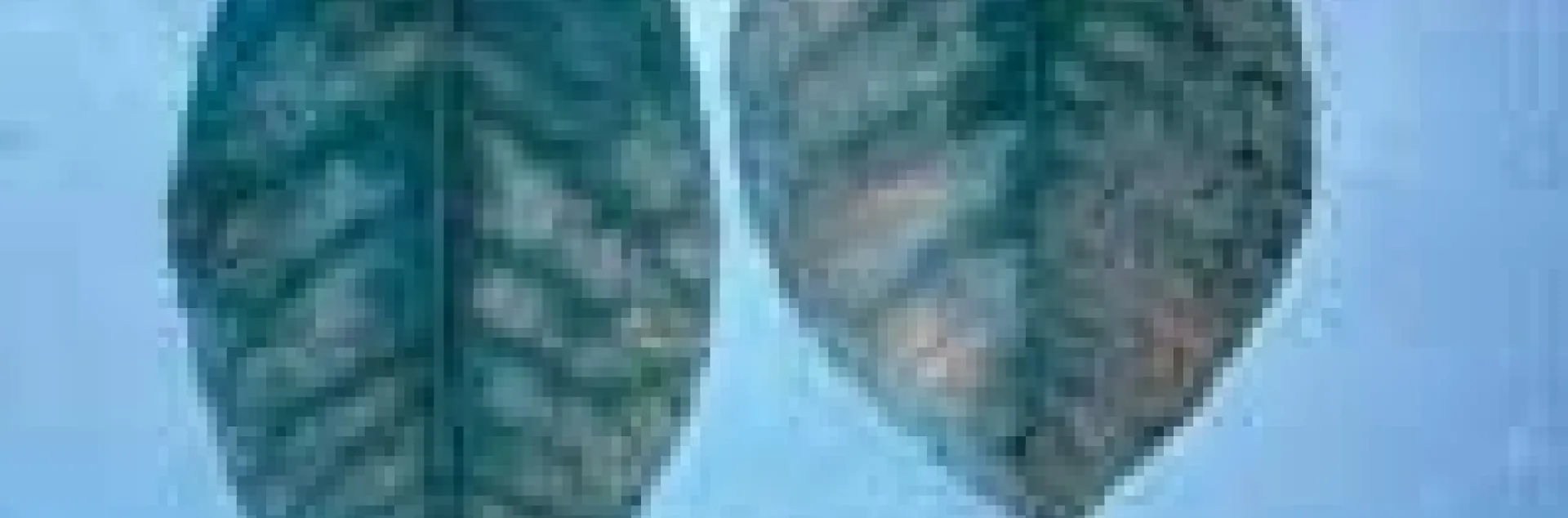 boron toxicity citrus