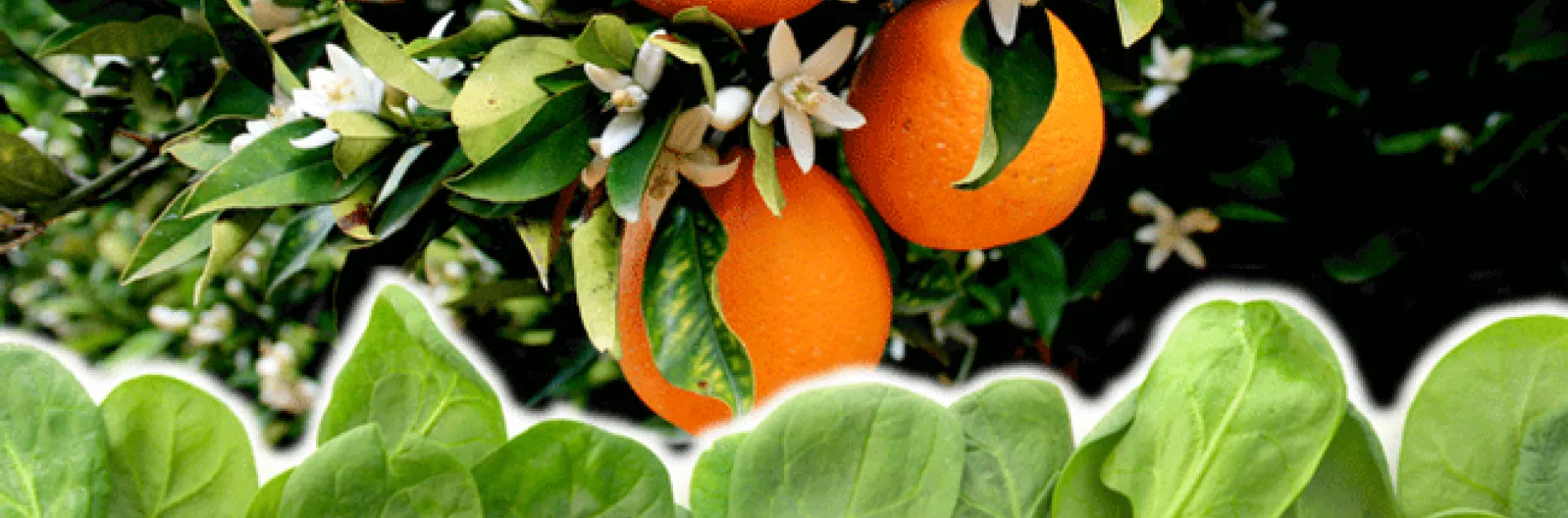 citrus-spinach